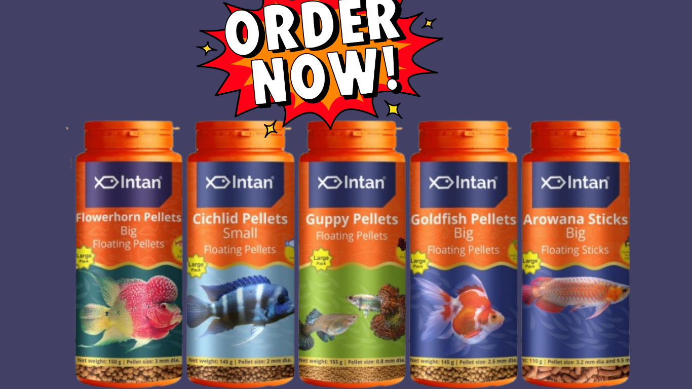 Intan fish Food