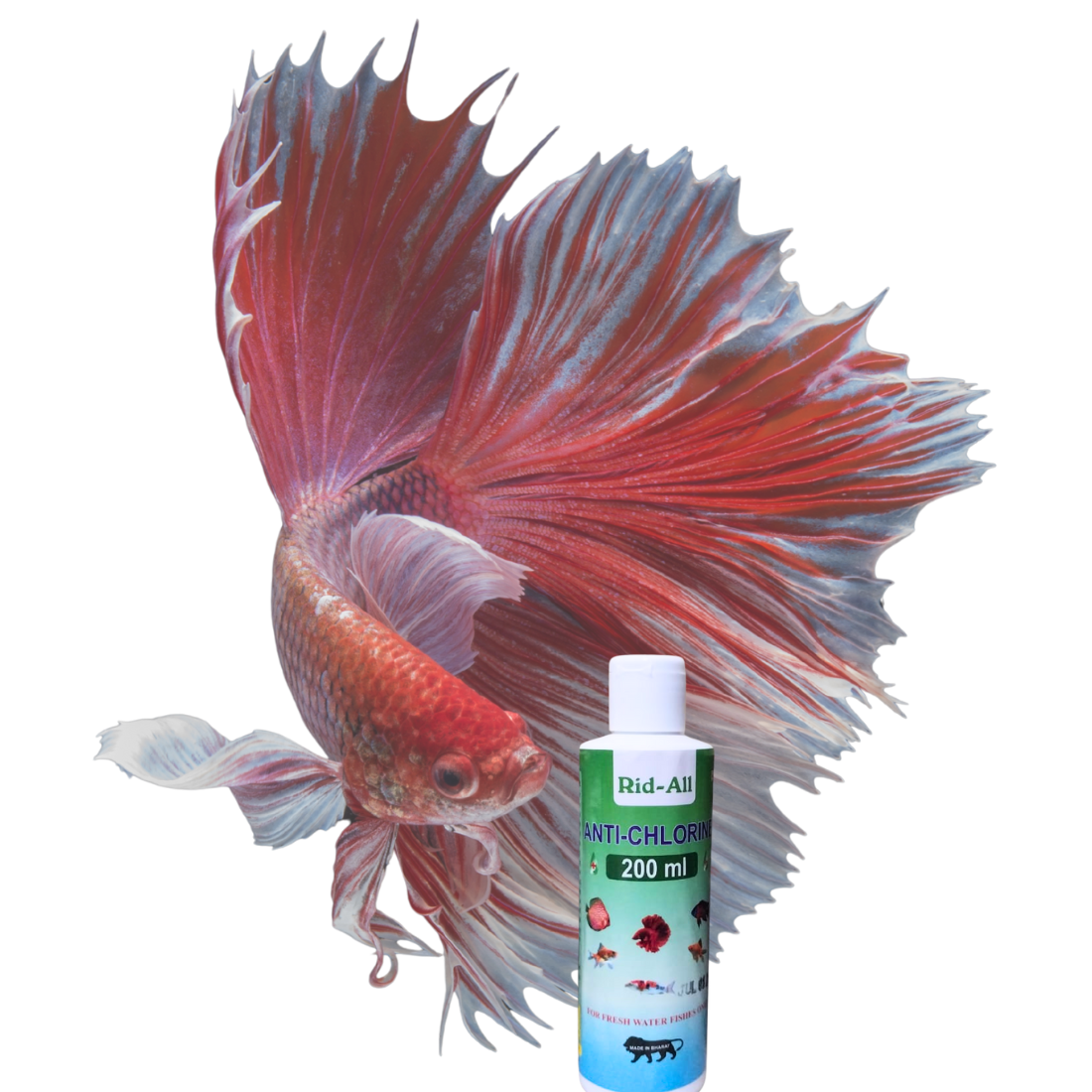 Untitled design - 2025-11-18T115634.378